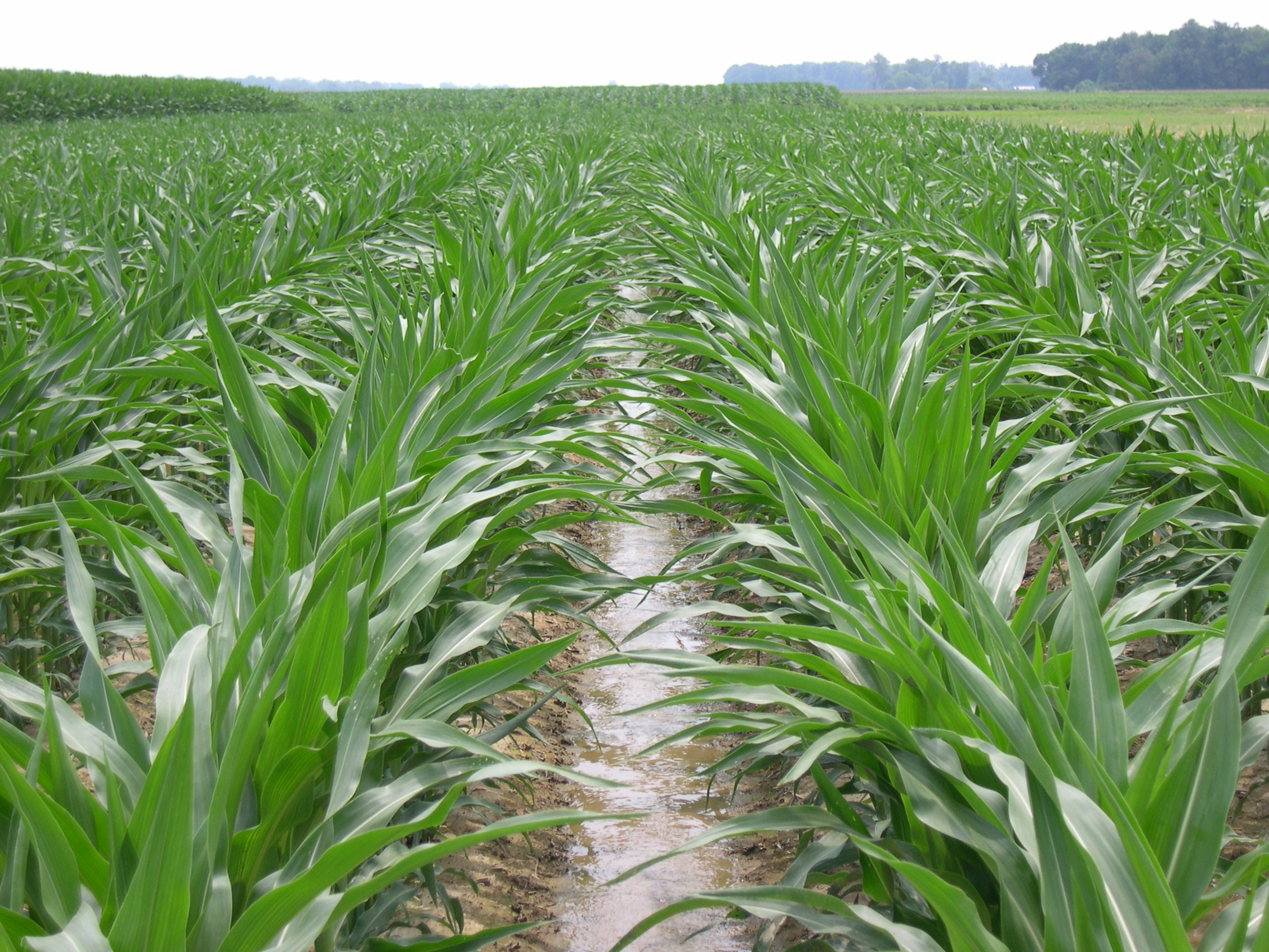 a field of rows of corn